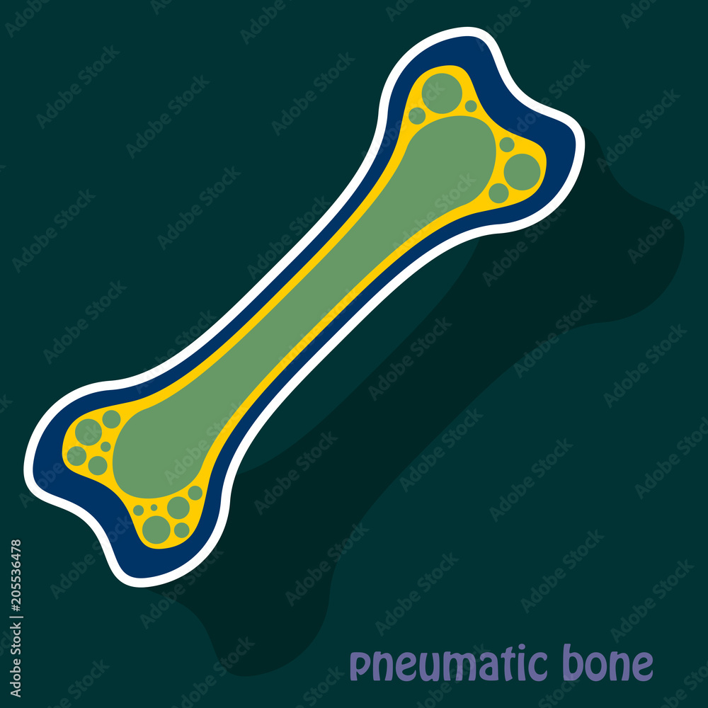 Sticker anatomy of the Long Bone. Periosteum, endosteum, bone marrow and  trabeculae. Stock Vector | Adobe Stock