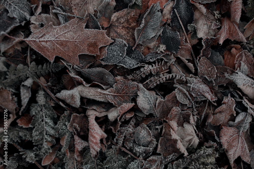 Frozen leaves Frozen leaves