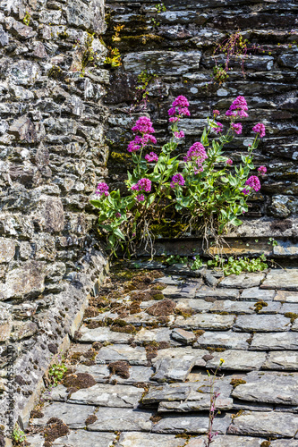 Jardinerie sauvage