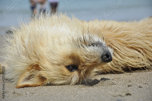 Beach dogs © Patricio RAW