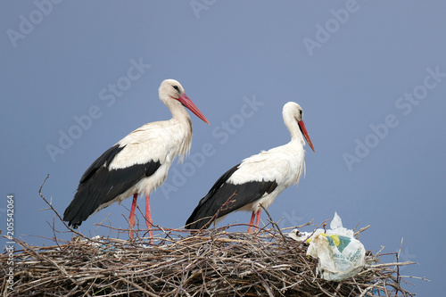 male and female storks in the nest
