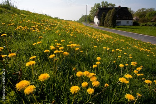Fototapeta Naklejka Na Ścianę i Meble -  Löwenzahnwiese auf einem Deich vor einer Landstraße und einem alten weißen Haus mit Reetdach