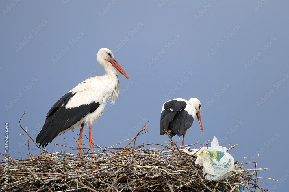 Fototapeta premium male and female storks in the nest 