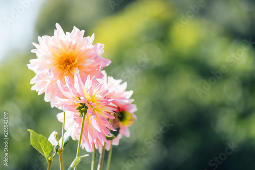 Fototapeta Naklejka Na Ścianę i Meble -  Closeup of Orange pink Garden Dahlia flower in the garden