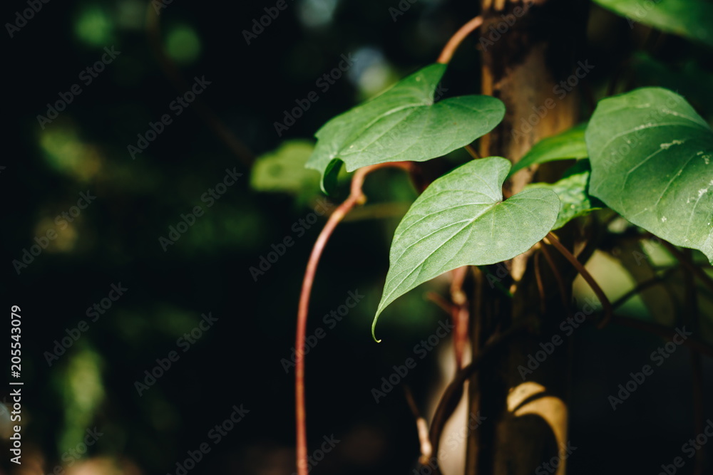 Lush green heart shape leaves creeping plant Lush green heart shape leaves creeping plant