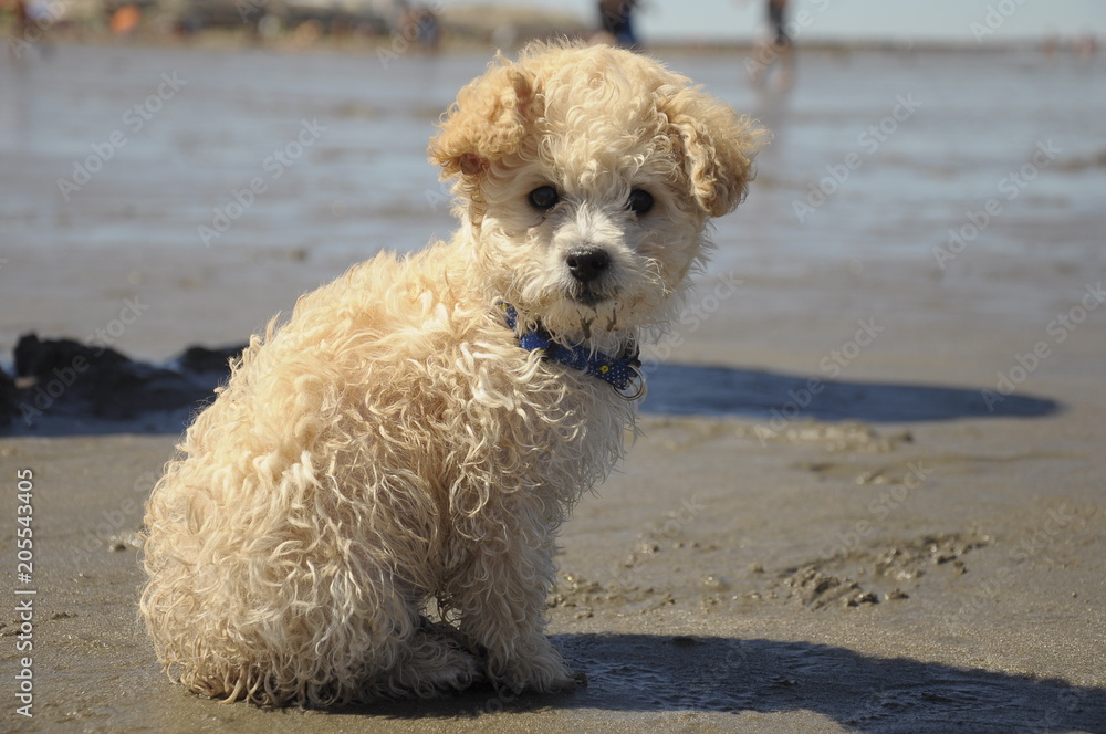 beach dog beach dog