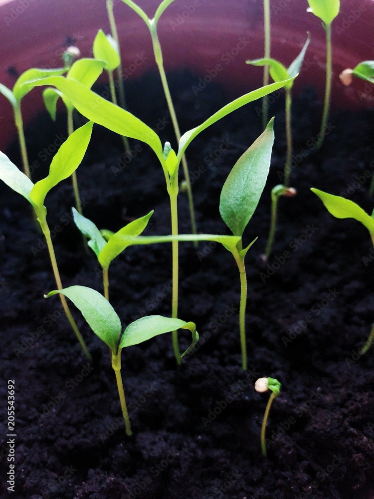 Green plant sprouts in the ground and potted Green plant sprouts in the ground and potted