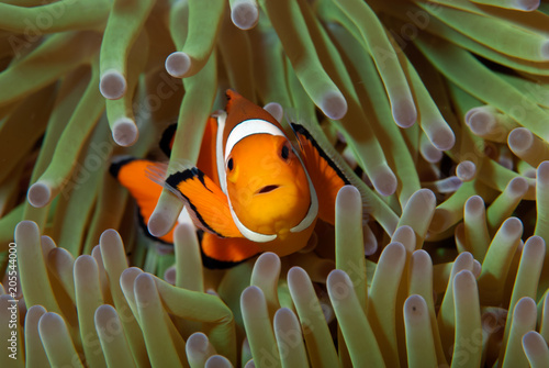 Nemo Anemonefish