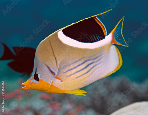 Saddled Butterflyfish photo