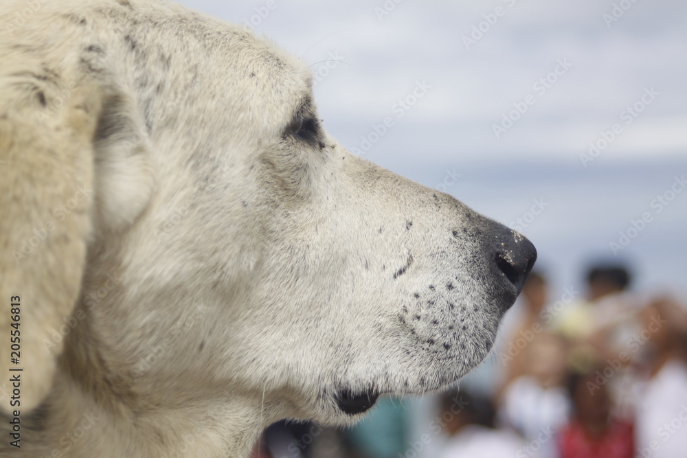Obraz premium beach dog