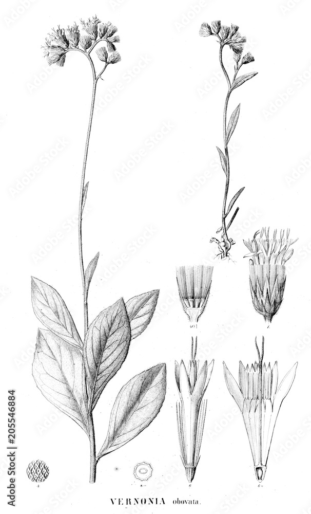 Illustration of plant Illustration of plant