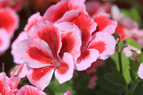 Fototapeta Naklejka Na Ścianę i Meble -  Цветок двухцветной гераникрупным планом 