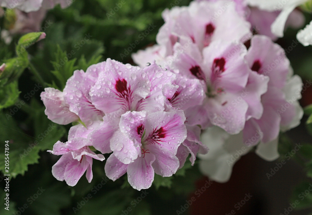 Цветы герани королевской (Pelargonium grandiflorum) после дождя Цветы герани королевской (Pelargonium grandiflorum) после дождя