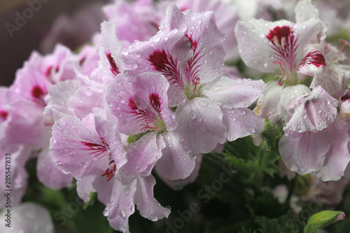 Fototapeta Naklejka Na Ścianę i Meble -  Цветы герани королевской (Pelargonium grandiflorum) после дождя