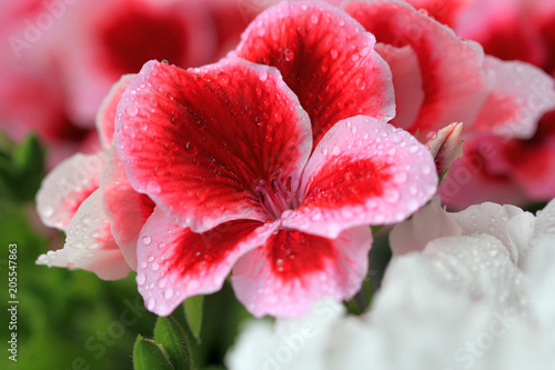 Fototapeta Naklejka Na Ścianę i Meble -  Цветы герани королевской (Pelargonium grandiflorum) после дождя