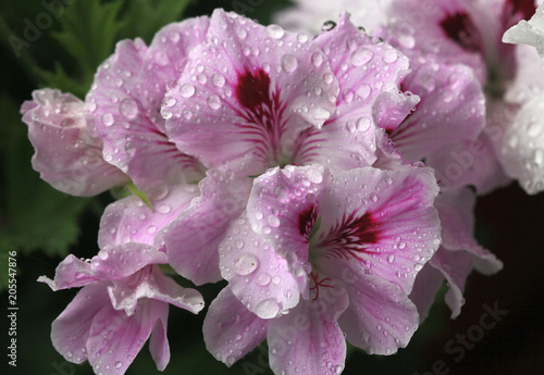 Fototapeta Naklejka Na Ścianę i Meble -  Цветы герани королевской (Pelargonium grandiflorum) после дождя