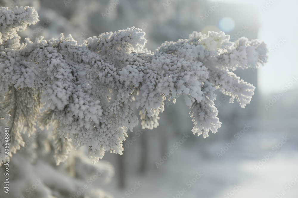 Snow-cowered fir branches. Winter blur background. Frost tree Snow-cowered fir branches. Winter blur background. Frost tree