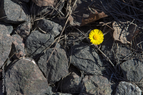 yellow daisy flower in stones as a symbol of victory over difficult conditions