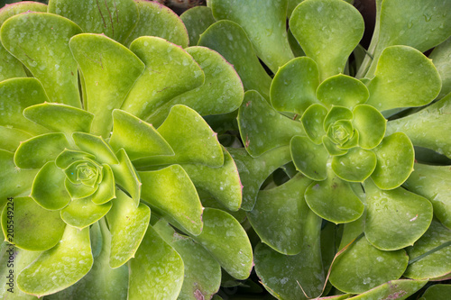 Green succulent closeup