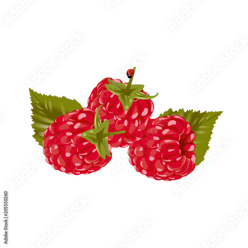 Vector raspberry isolated on white background