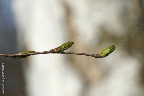 Young birch leaves are blooming on the branch in early spring.