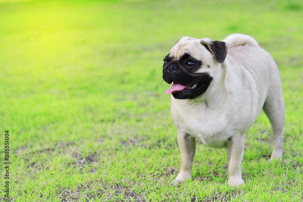 Cute fat Pug standing in garden
