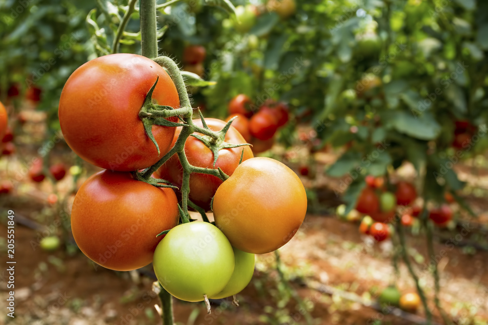 Fresh organic tomatoes field