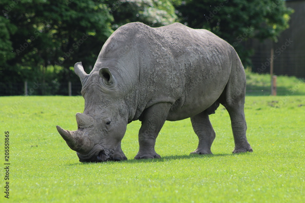 Obraz premium rhino