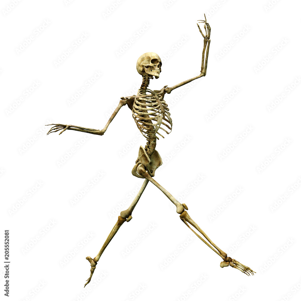3D Rendering Human Skeleton on White 3D Rendering Human Skeleton on White