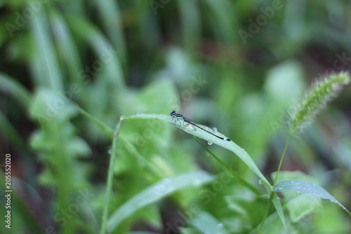 piccola libellula che riposa su foglia con gocce di acqua © christian cantarelli