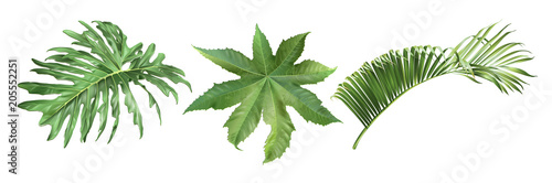 Tropic leaves set