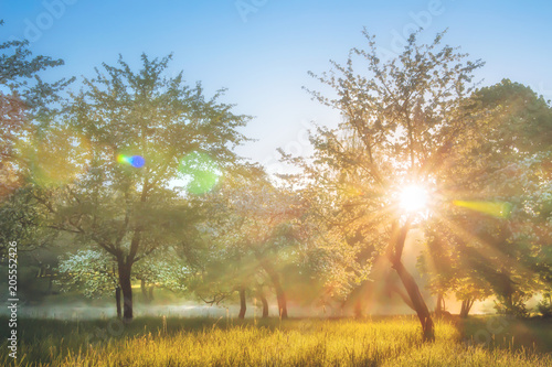 Summer nature landscape in blossoming apple garden. Bright sun backlight through trees in orchard. Warm sunlight glowing on grass in the morning.
