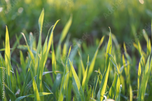 Young green grass growing on agricultural field.
