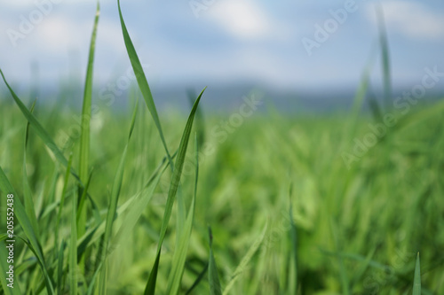 Outdoor countryside grass meadow.