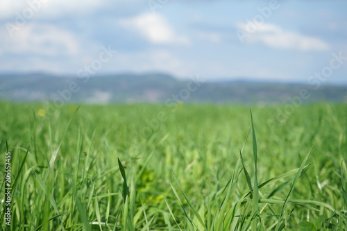 Green meadow and blurred background.