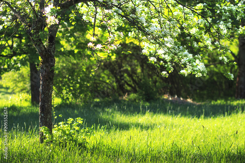 Green blossoming apple trees in summer orchard background.