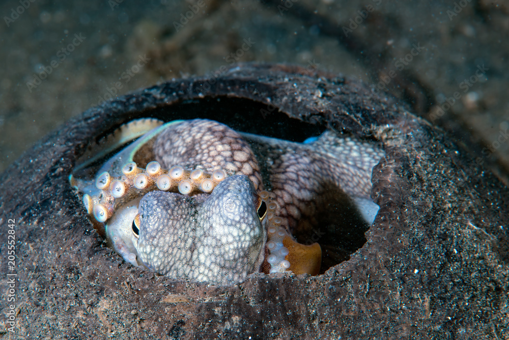 Obraz premium Coconut Octopus