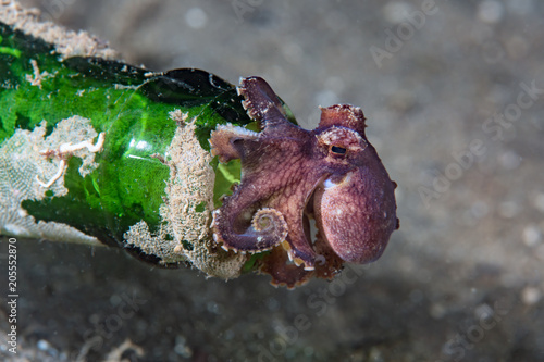 Bottled Octopus