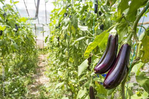 Eggplant field agriculture greenhouse
