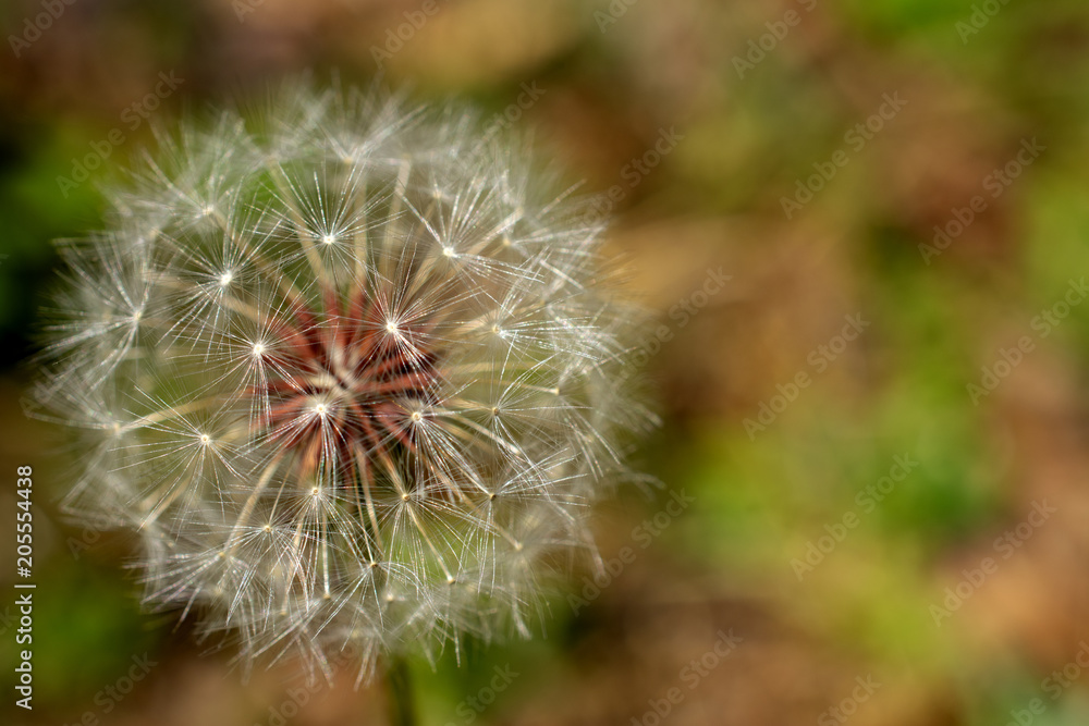 Fototapeta premium dandelion