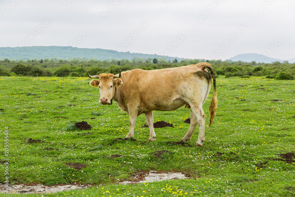 Cows grazing and enjoying spring in the Salto del Nervion Cows grazing and enjoying spring in the Salto del Nervion