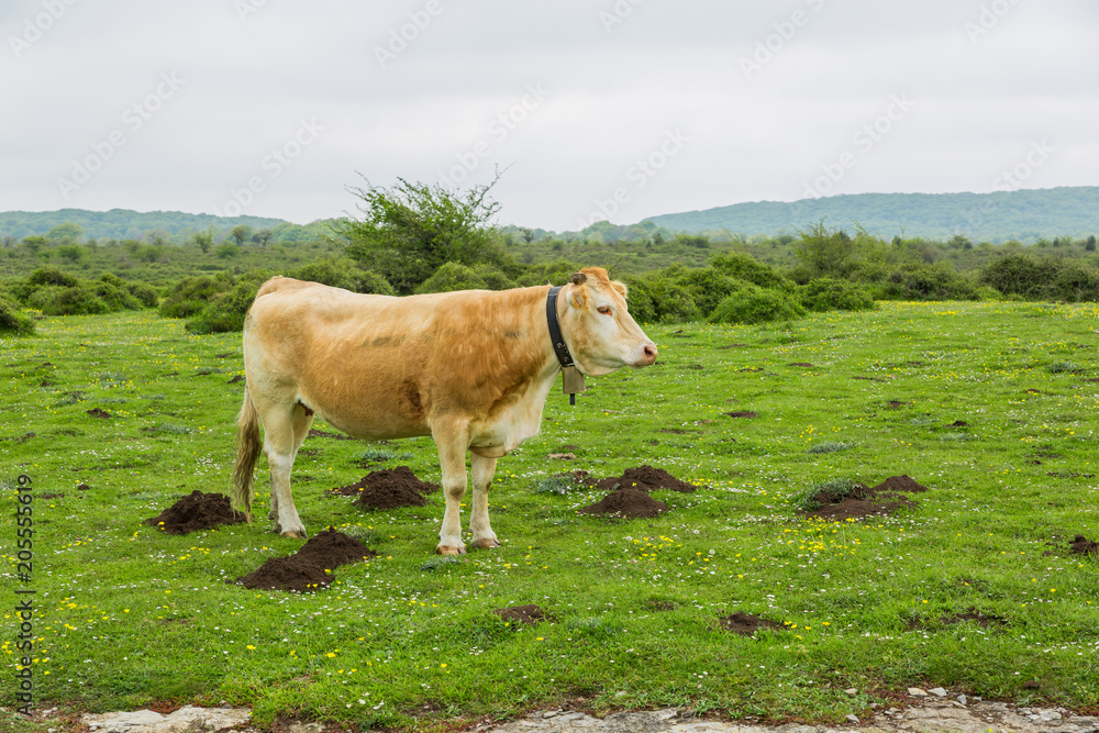 Cows grazing and enjoying spring in the Salto del Nervion Cows grazing and enjoying spring in the Salto del Nervion