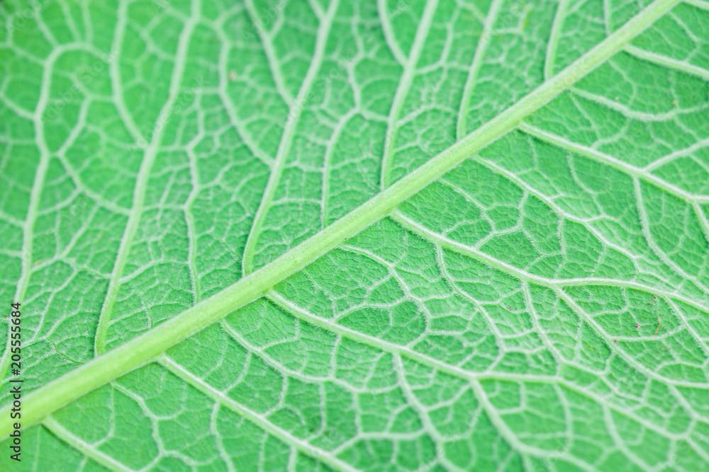 Texture of a green leaf, close-up Texture of a green leaf, close-up
