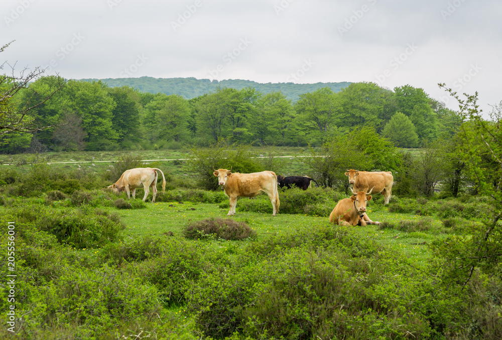 Cows grazing and enjoying spring in the Salto del Nervion Cows grazing and enjoying spring in the Salto del Nervion
