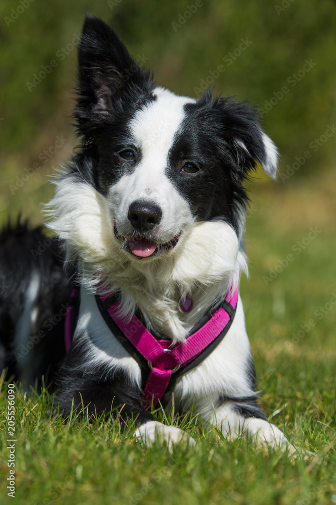 Junger Border Collie liegt in einer Wiese Junger Border Collie liegt in einer Wiese