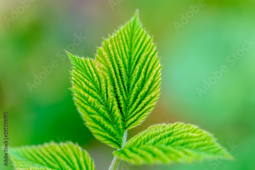 Three leaves of raspberry on green background