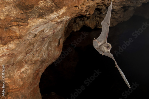 Bat-bent common miniopterus schreibersii, flying in a cave