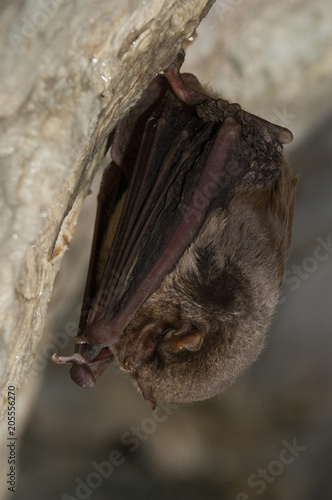 Bat-bent common miniopterus schreibersii, resting in a cave