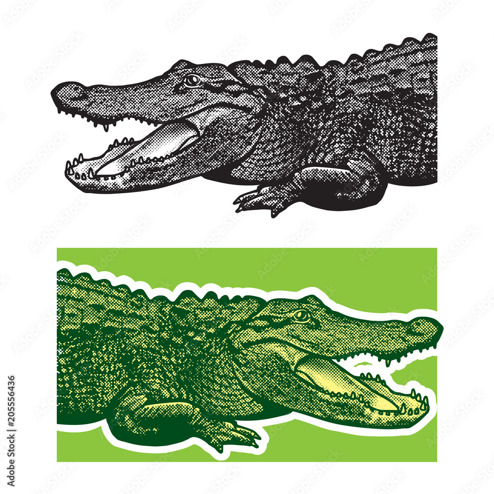Naklejka premium American alligator. Florida gators. Monochrome vector graphic illustration of reptile - drawn graphic art in the engraving style, design element for logo or template.