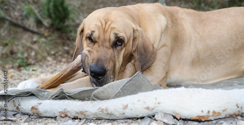 Plakat w ramie großer Broholmer Hund kaut riesigen Knochen